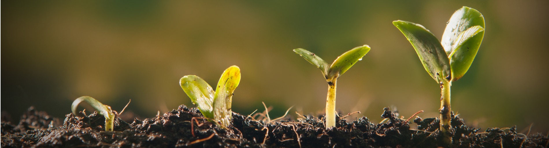 Young plant growing