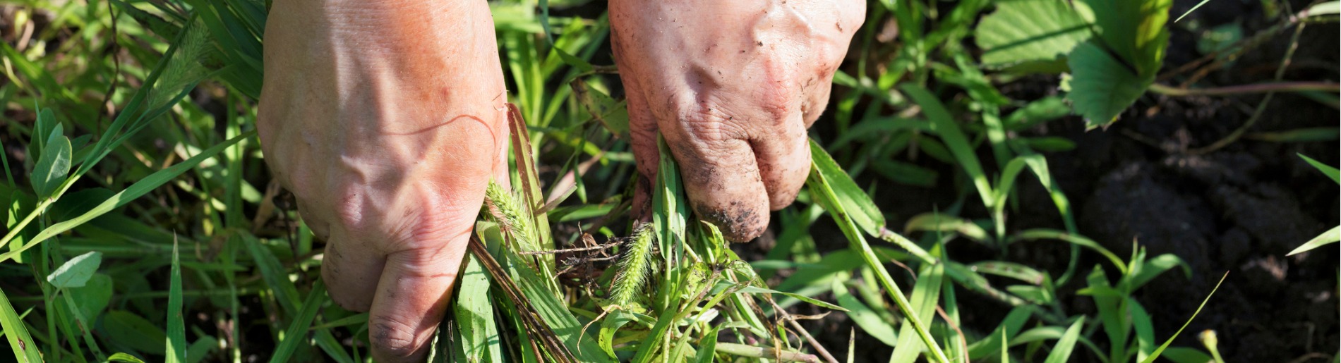 Hands pulling weeds