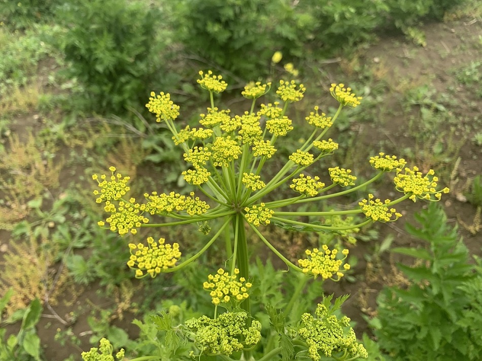 MR - Wild Parsnip1