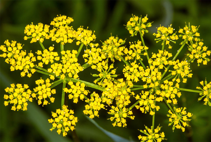 Wild parsnip