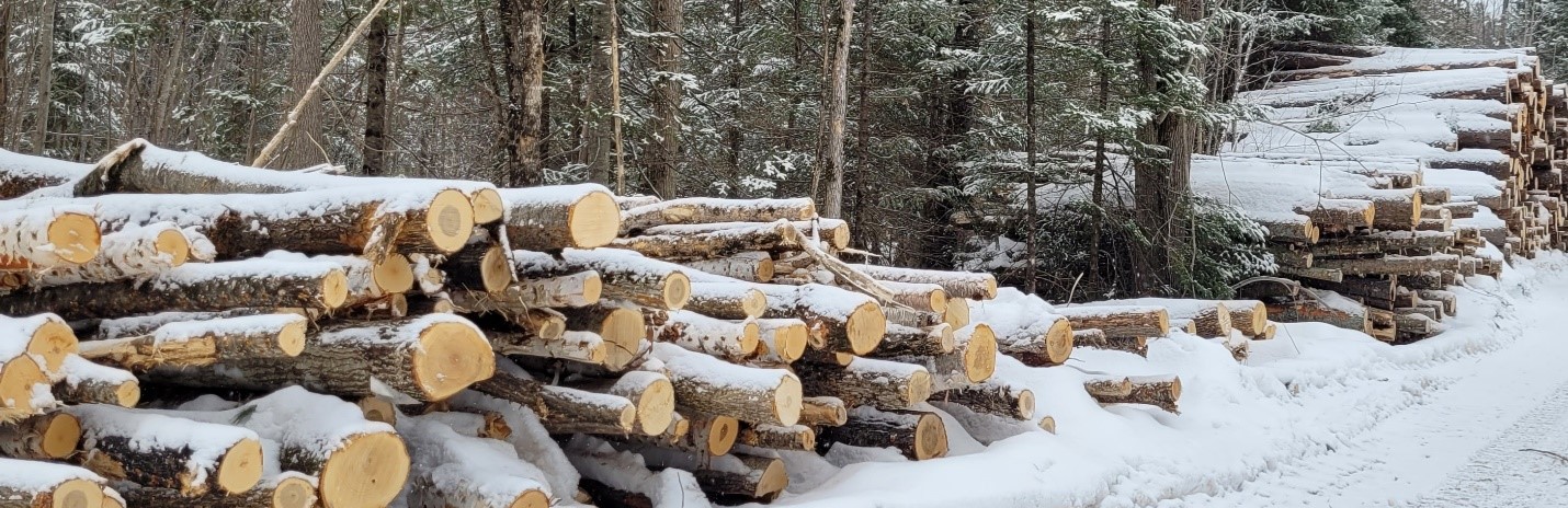 logs covered in snow