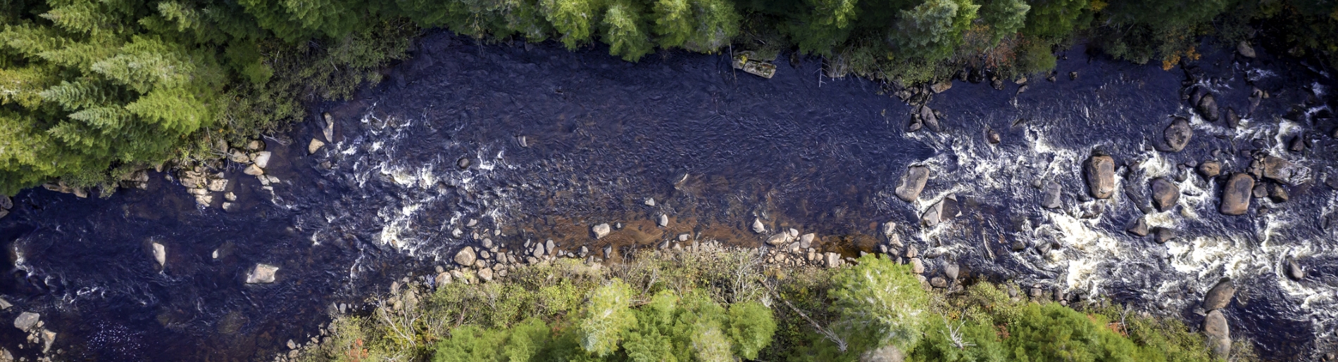 A river flowing through a woodland