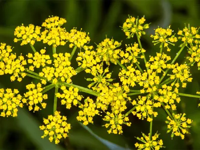 noxious-weeds-wild-parsnip-1.jpg